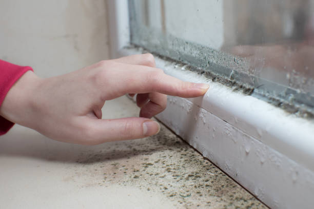 Best Air Quality Testing for Mold Spores  in Saco, ME